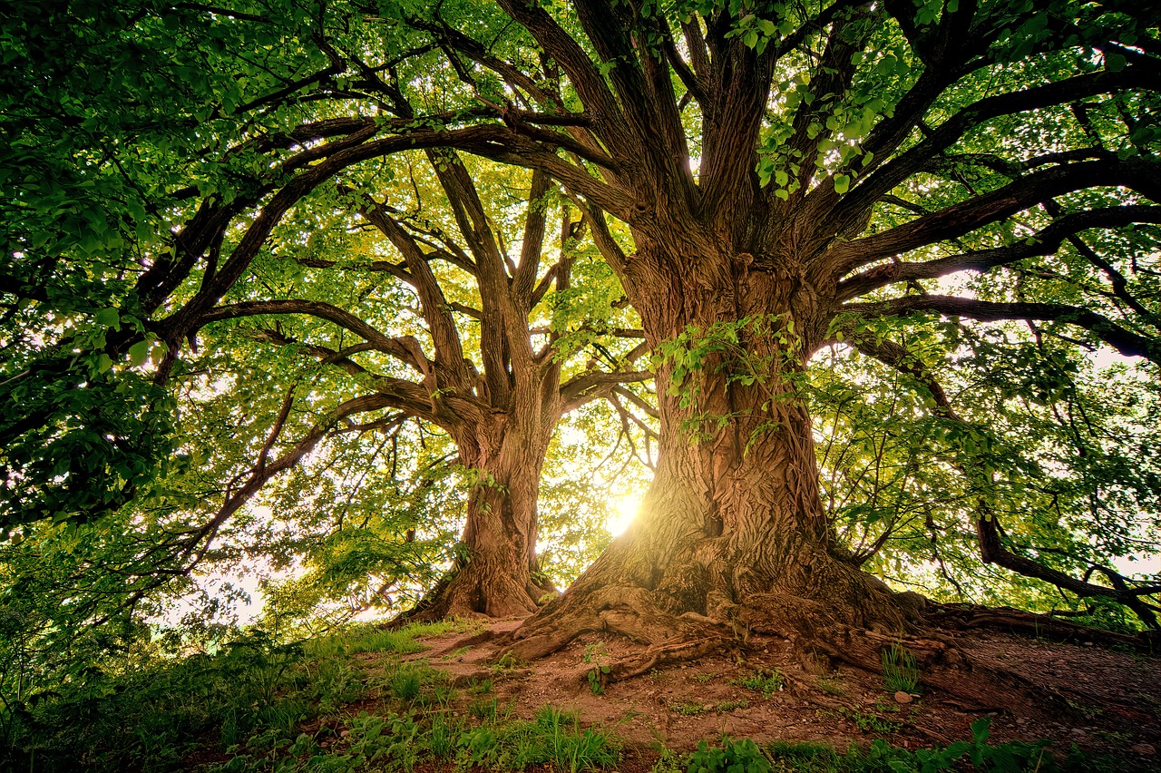 Proyecto Árbol Genealógico 